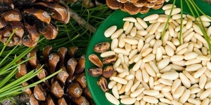 1, 3 или 5 кг очищенных сибирских кедровых орехов от магазина Kedru