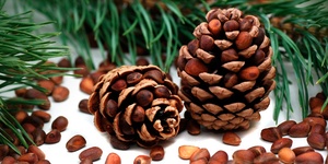 1, 3 или 5 кг очищенных сибирских кедровых орехов от компании Rs Kedr